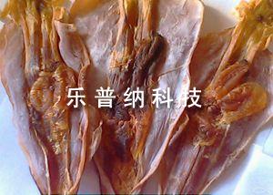 魷魚(yú)